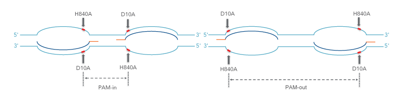 cas9-pam-site-orientation-for-nickase-experiments