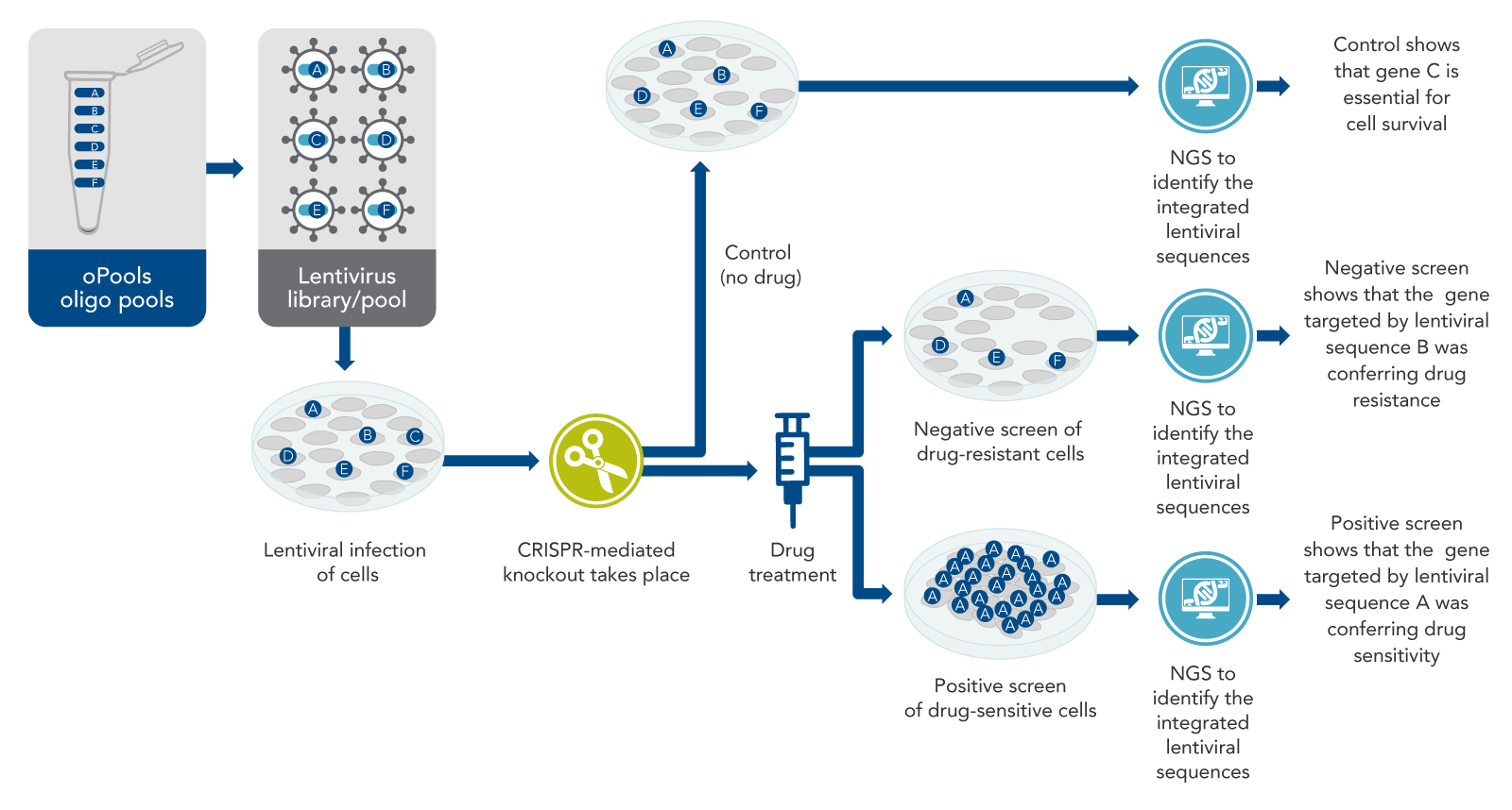 D-GE19CC-Opools-F1 CRISPR screening using pooled oligos cloned into lentiviruses finds genes causing specific effects.