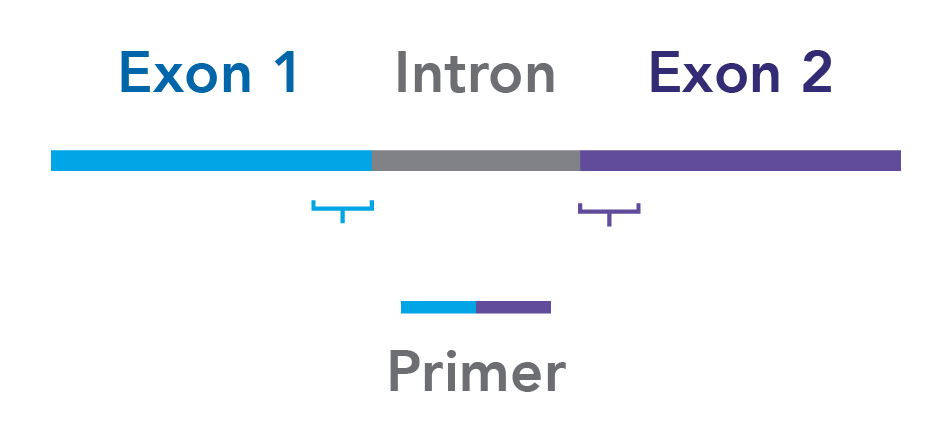 D-PCR16LT-contamination-F1 Primer design across exon boundaries