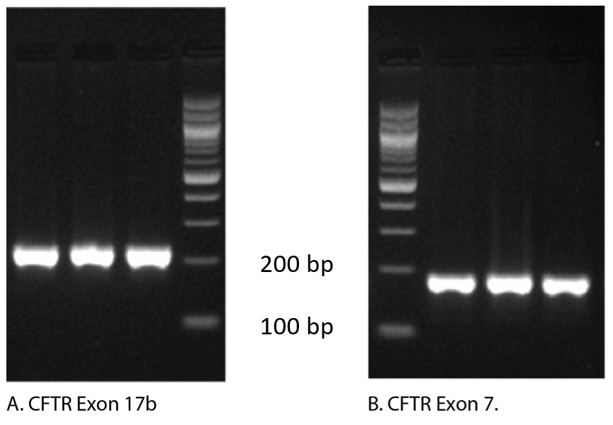 D-PCR14CC-interpretingmeltcurves-F2 Gel electrophoresis of qPCR products shows single amplicons
