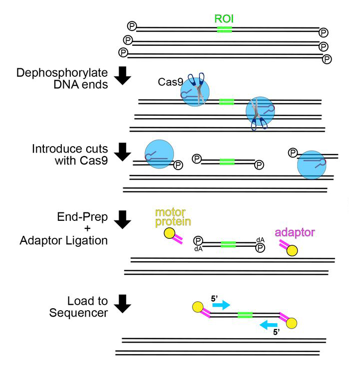 biorxiv_nanopore Schematic of nanopore Cas9-targeted sequencing library preparation