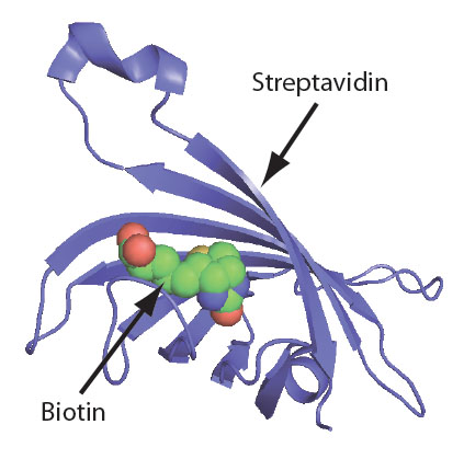 D-OLI12PS-whichbiotin-F1 Biotin-Streptavidin interaction
