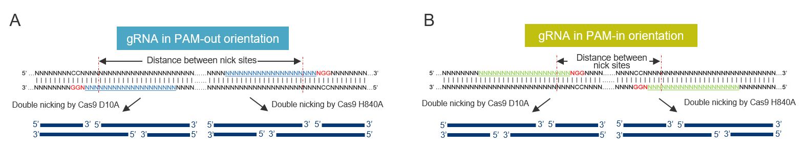 Nickases gRNA orientation Nickases gRNA orientation (PAM-out vs. PAM-in)