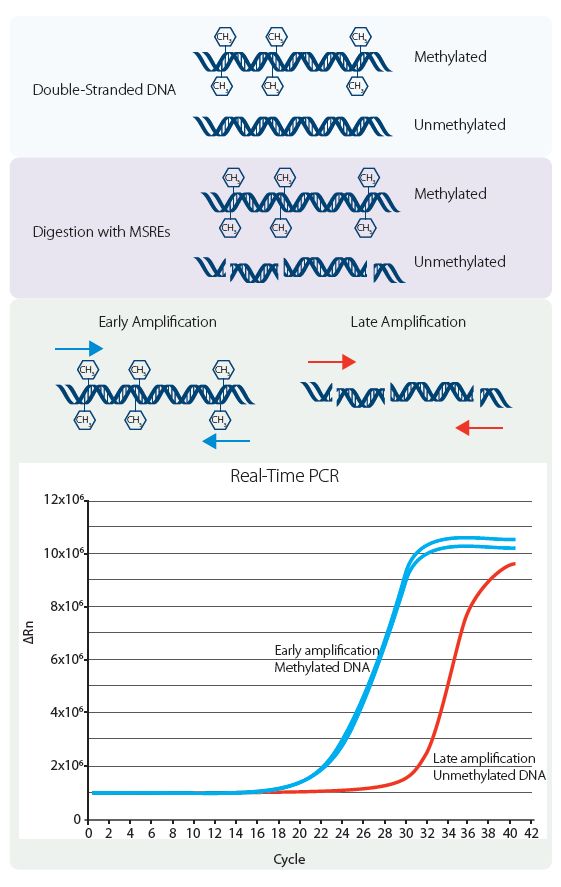 D-PCR13RP-methylation-F1 Region-specific DNA methylation analysis using methylation-sensitive restriction enzymes