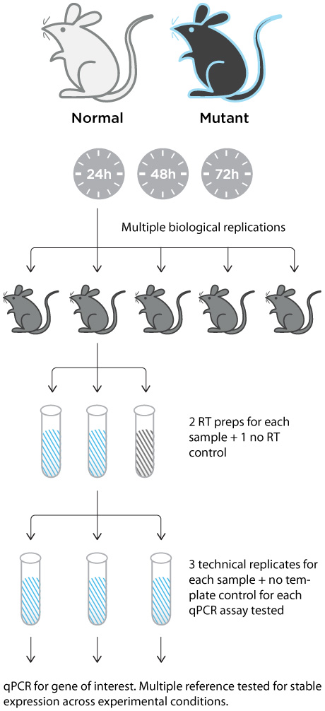 D-PCR11LT-SuccessSteps-F2 qPCR biological and technical replicates