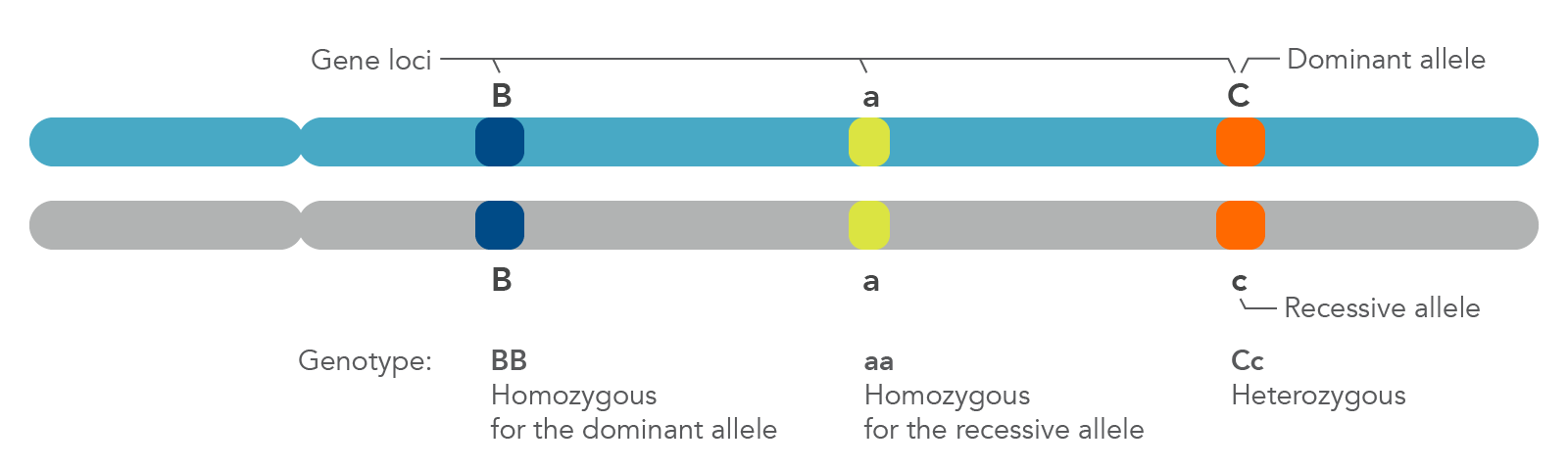 geneLoci Zygosity is defined by whether a genotype is homozygous (dominant or recessive) or heterozygous.