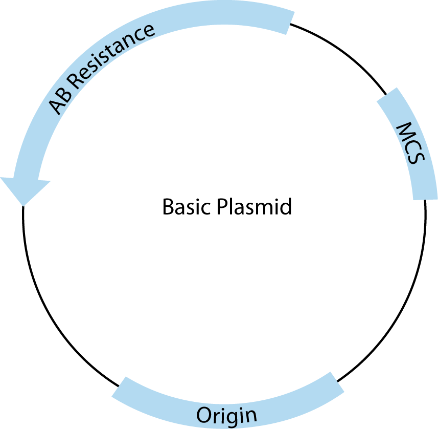 D-SB12LT-cohesiveends-F2 Plasmid Generic b
