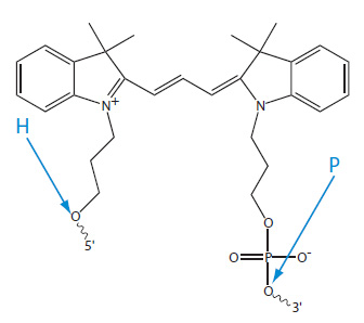 D-OLI12PS-Postsynth conj-F1 Internal Cy3 modification