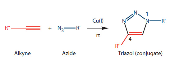D-OLI12PS-Postsynth conj-F4 basic click chemistry reaction