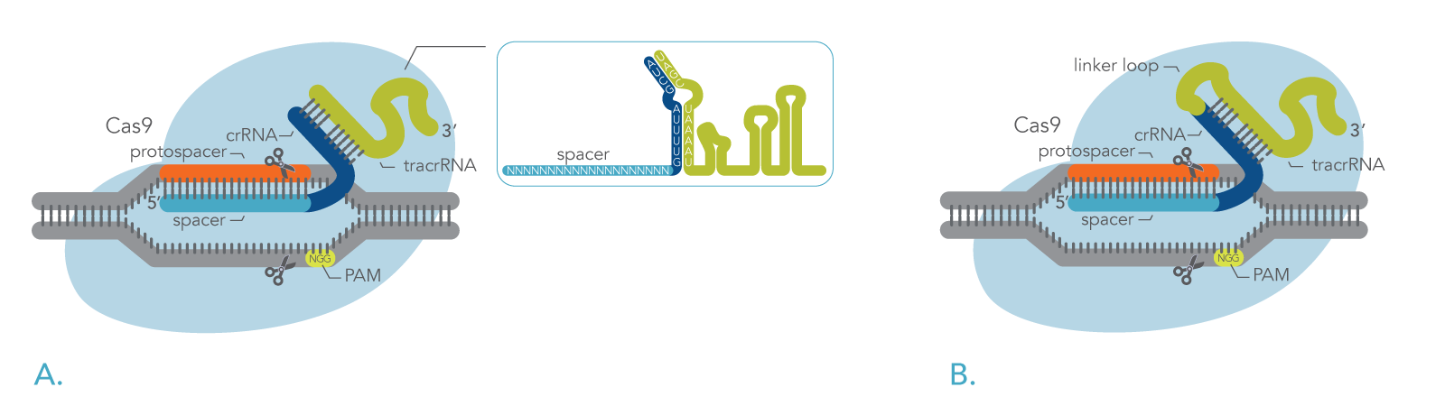 Figure 1_Cas9-and-2-part-gRNA_sgRNA CRISPR Cas9 creates double-strand breaks in genomic DNA
