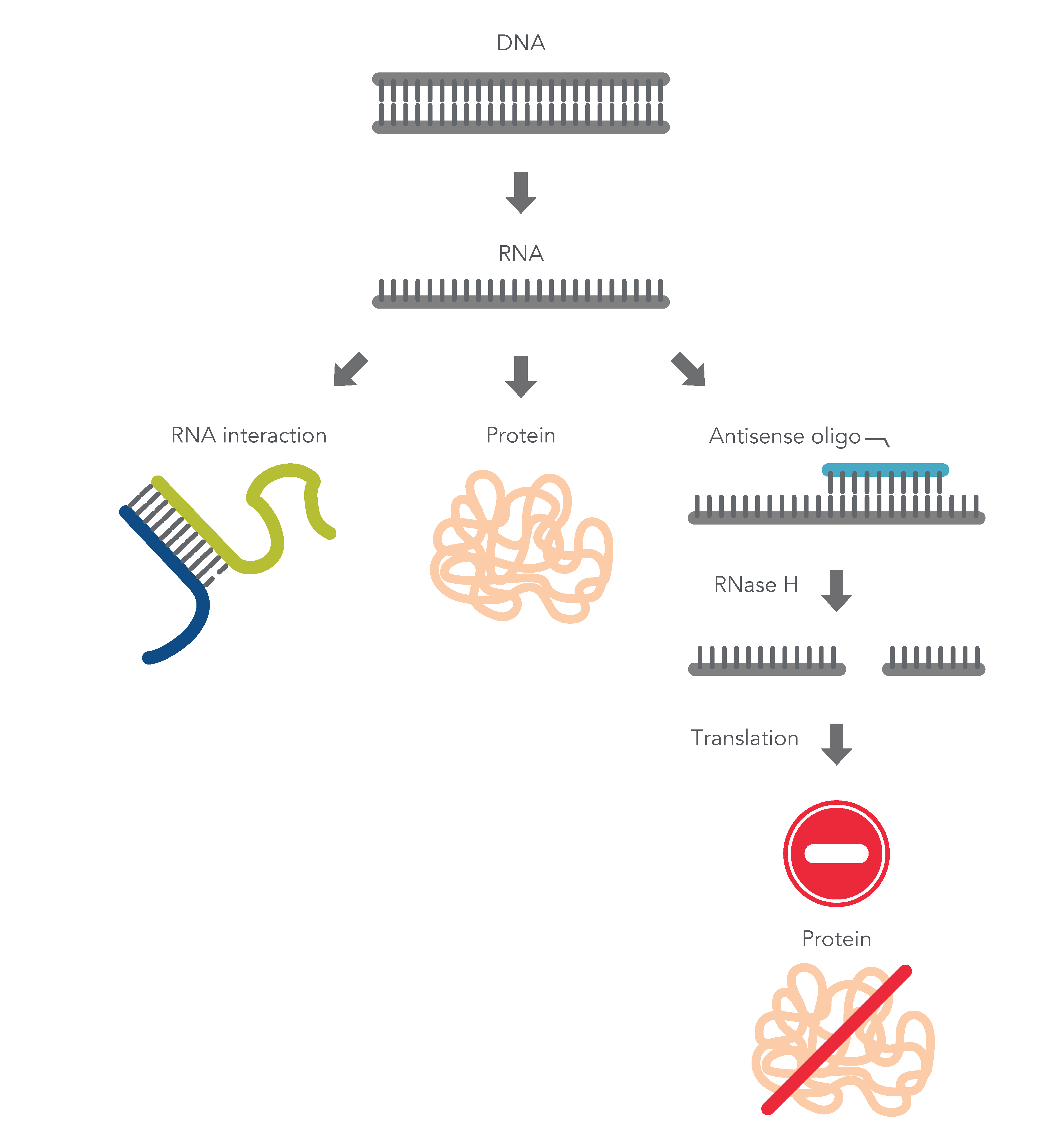 Antisense oligo–mediated cleavage of the target by RNase H.